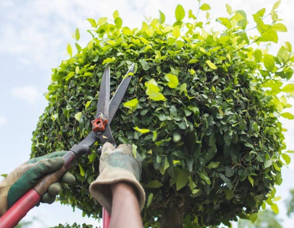 hortiplant vrt urejanje okrasnih vrtov rez